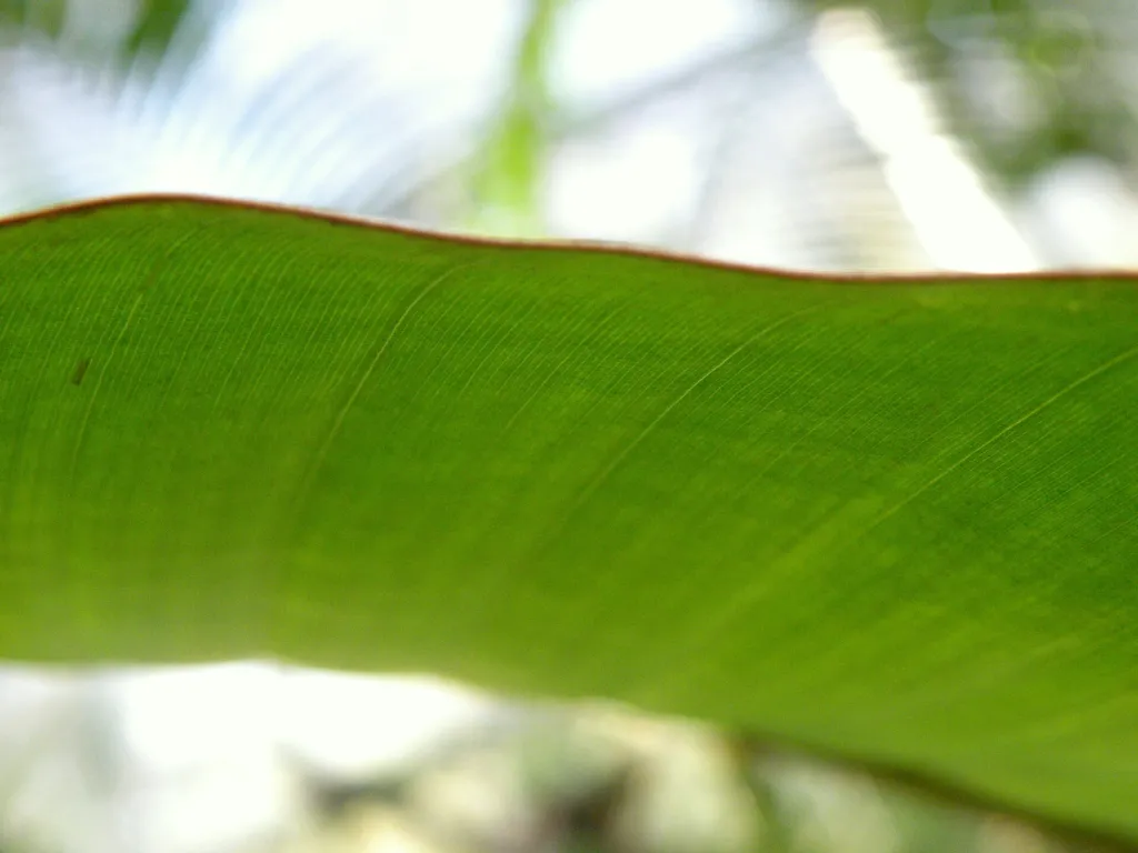 Musa ‘Sapientum’ (Musa 'Sapientum') – im Garten, Pflanzenfoto