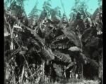 Musa ‘Sapientum’