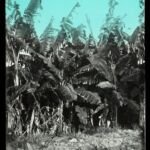 Musa ‘Sapientum’ (Musa 'Sapientum') – Pflanzenfoto