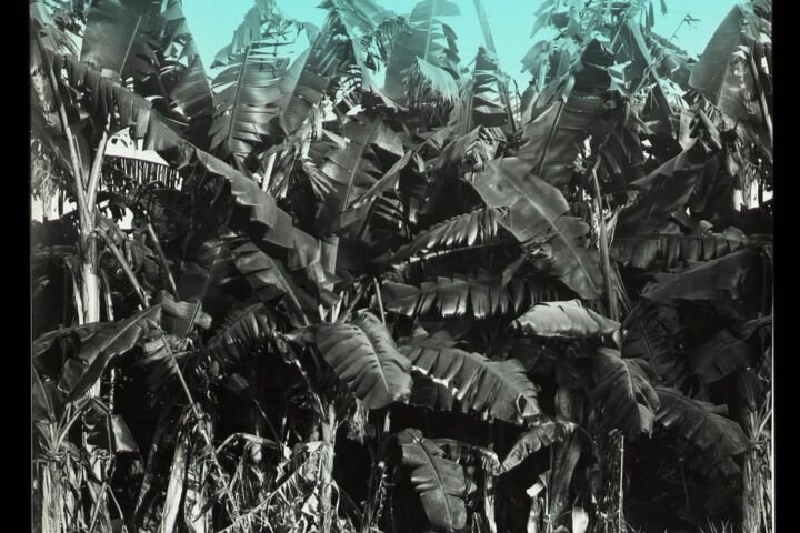 Musa 'Sapientum'