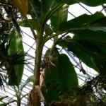 darjeeling banana (Musa sikkimensis) – characteristic appearance, plant photo