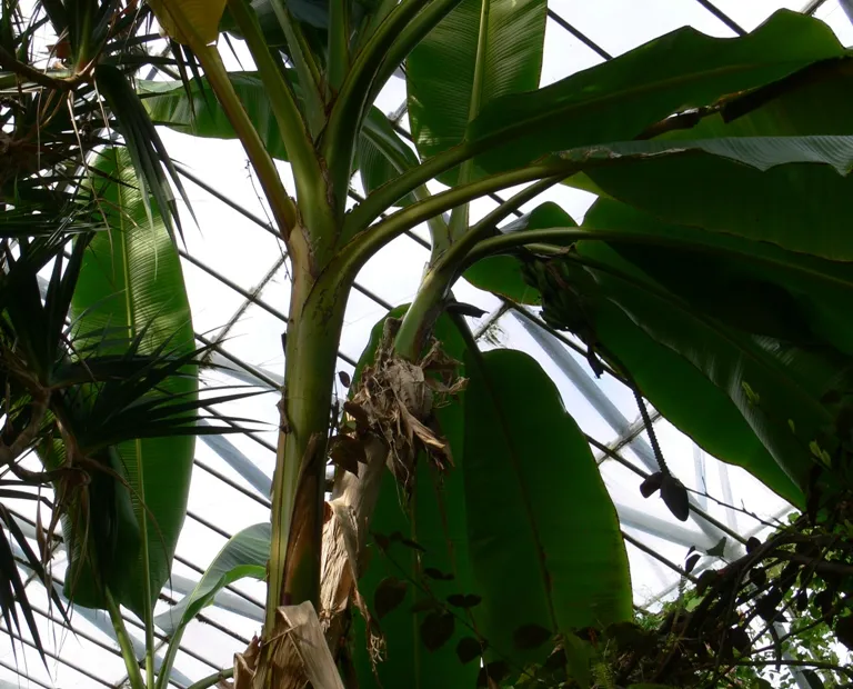 darjeeling banana (Musa sikkimensis) – plant photo