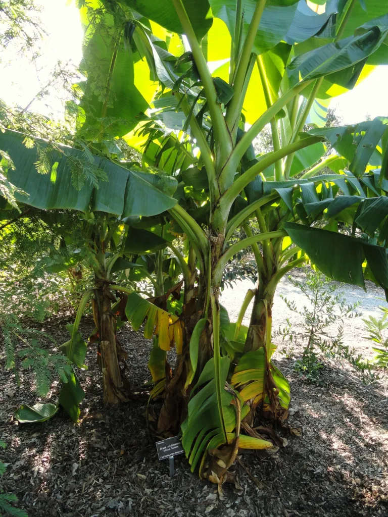 darjeeling banana (Musa sikkimensis) – natural growth habit, plant photo