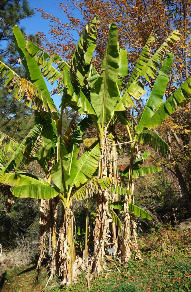 darjeeling banana (Musa sikkimensis) – in a garden setting, plant photo