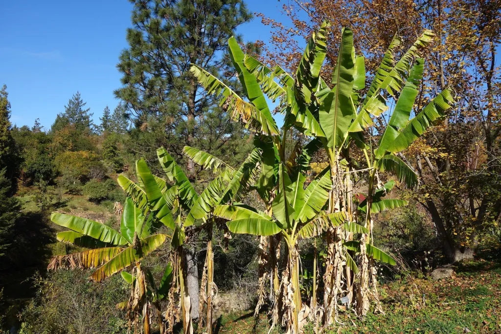 darjeeling banana (Musa sikkimensis) – in a garden setting, plant photo