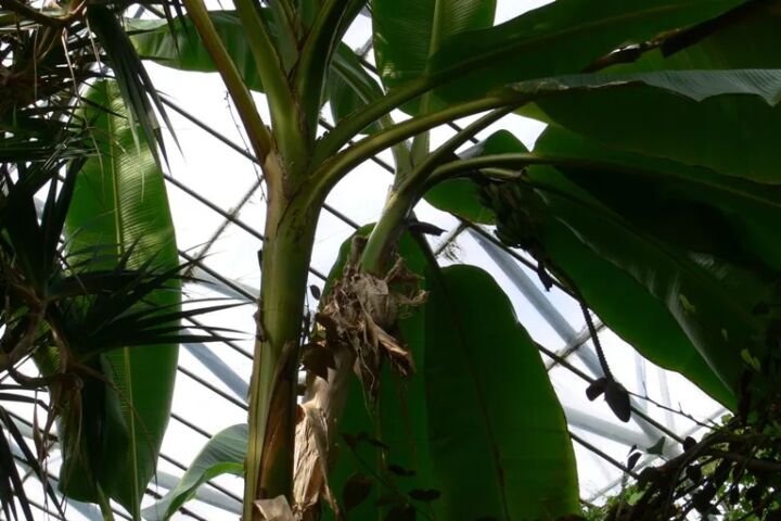 Musa sikkimensis