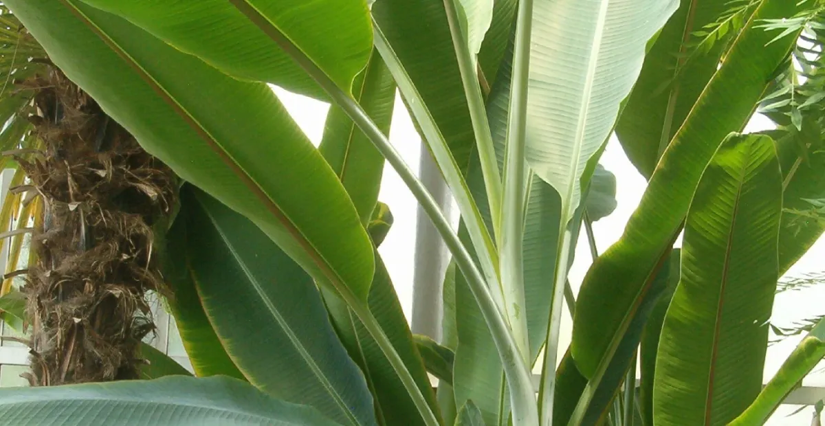 Abaca (Musa textilis) – plant photo