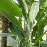 Abaca (Musa textilis) – characteristic appearance, plant photo