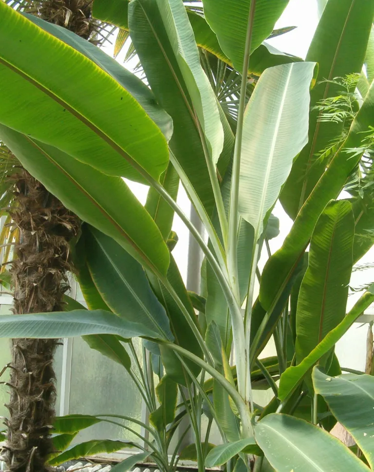 Musa textilis