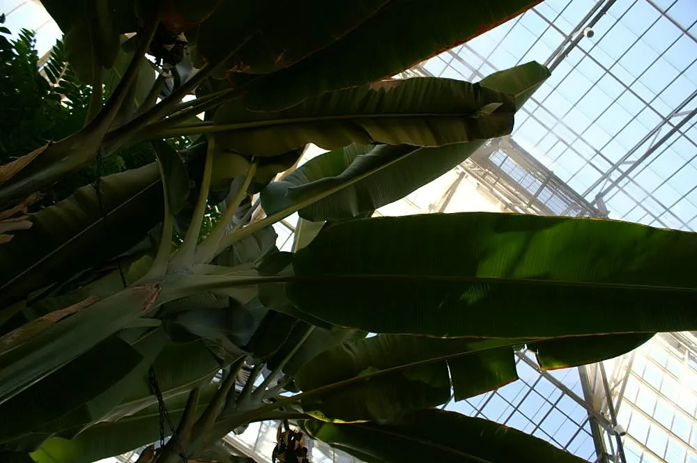 Abaca (Musa textilis) – in a garden setting, plant photo