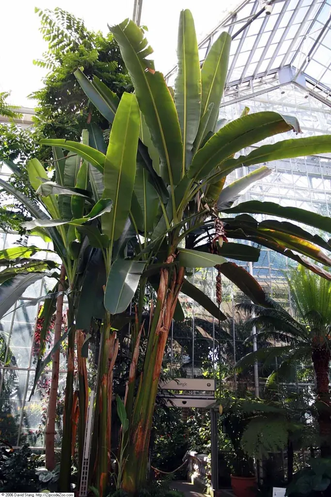 Abaca (Musa textilis) – in a garden setting, plant photo