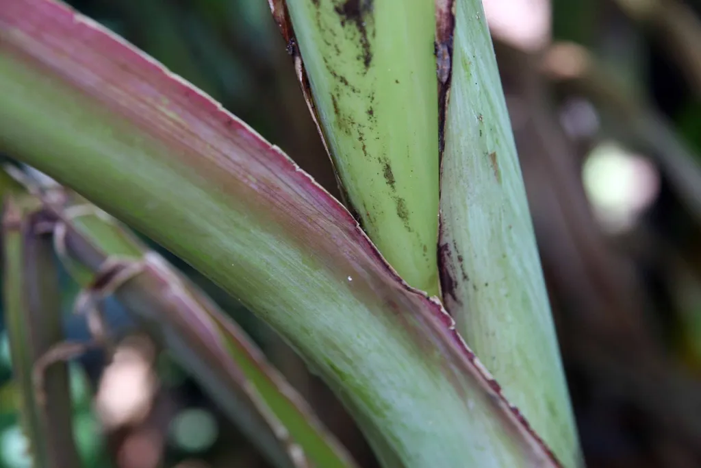 Abaca (Musa textilis) – in a garden setting, plant photo
