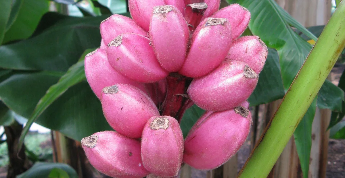 Musa velutina – Pflanzenfoto