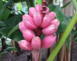 Musa velutina – pestovanie a starostlivosť