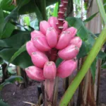 Pink Banana (Musa velutina) – characteristic appearance, plant photo