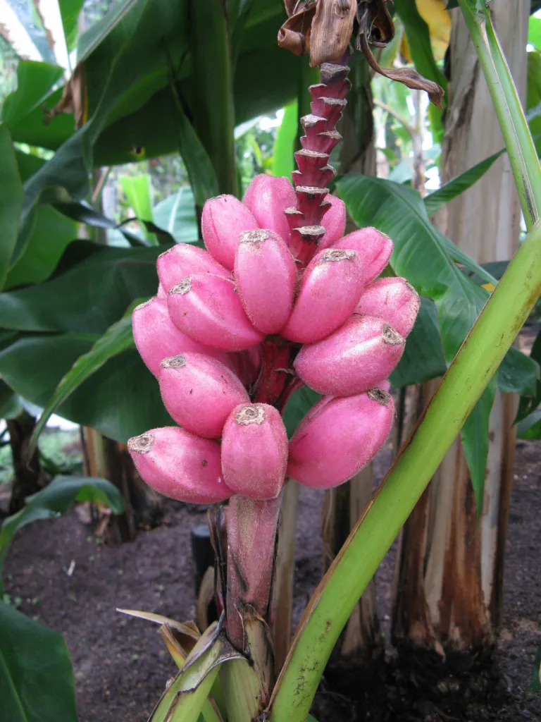 Pink Banana (Musa velutina) – characteristic appearance, plant photo