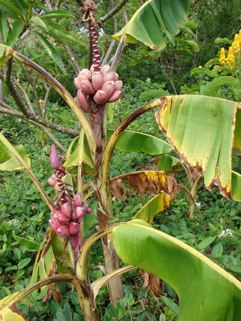 Musa velutina – (Musa velutina) – natürliche Wuchsform, Pflanzenfoto