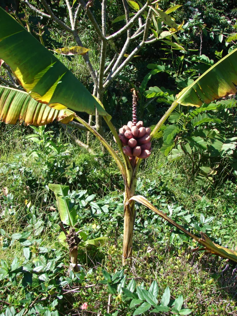 Musa velutina – (Musa velutina) – Blüten in Nahaufnahme, Pflanzenfoto
