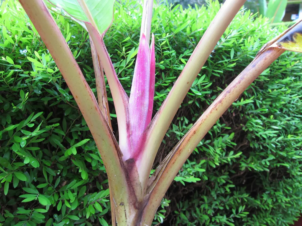Musa velutina – (Musa velutina) – im Garten, Pflanzenfoto