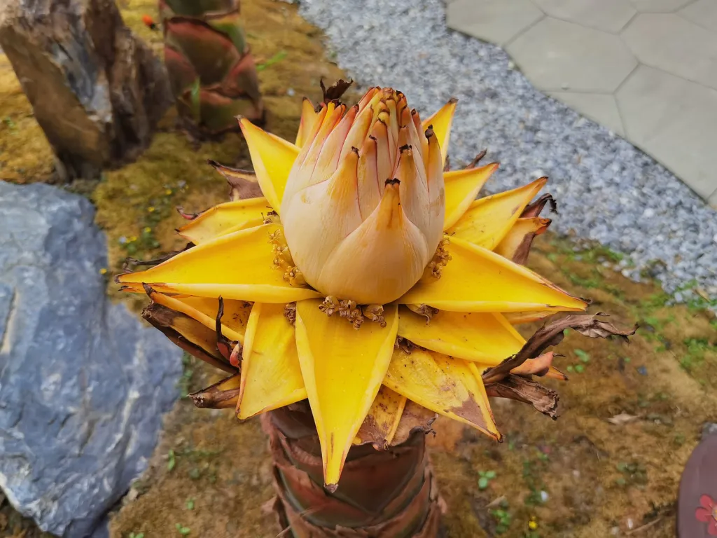 Musella lasiocarpa – (Musella lasiocarpa) – Blüten in Nahaufnahme, Pflanzenfoto