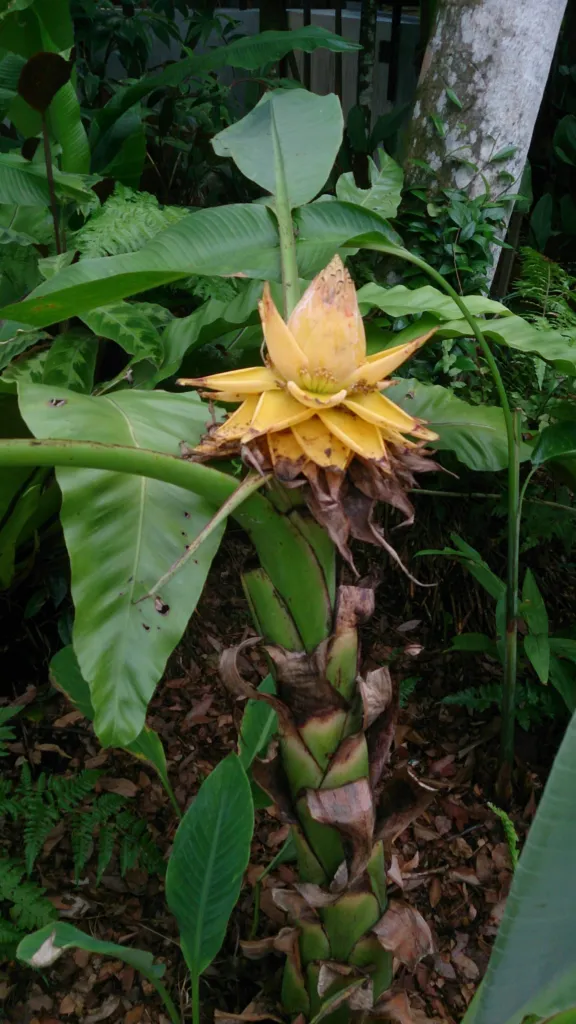 Musella lasiocarpa – (Musella lasiocarpa) – typisches Erscheinungsbild, Pflanzenfoto