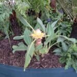 Musella lasiocarpa – (Musella lasiocarpa) – Pflanzenfoto