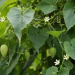 musk cucumber (Sicana odorifera) – plant photo