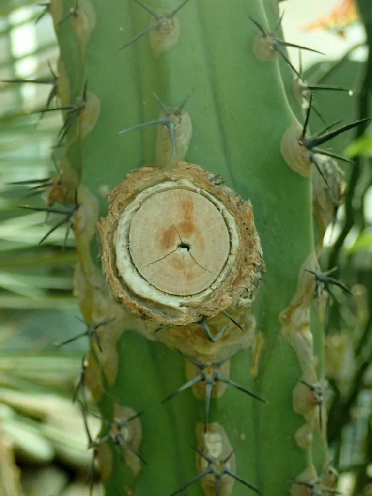 Myrtillocactus ‘Cochal’ (Myrtillocactus 'Cochal') – im Garten, Pflanzenfoto