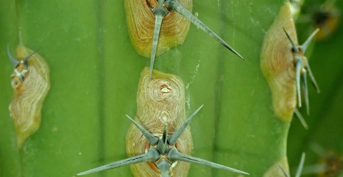 Myrtillocactus 'Cochal' – plant photo