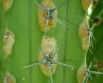Myrtillocactus ‘Cochal’