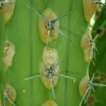 Myrtillocactus ‘Cochal’ (Myrtillocactus 'Cochal') – plant photo