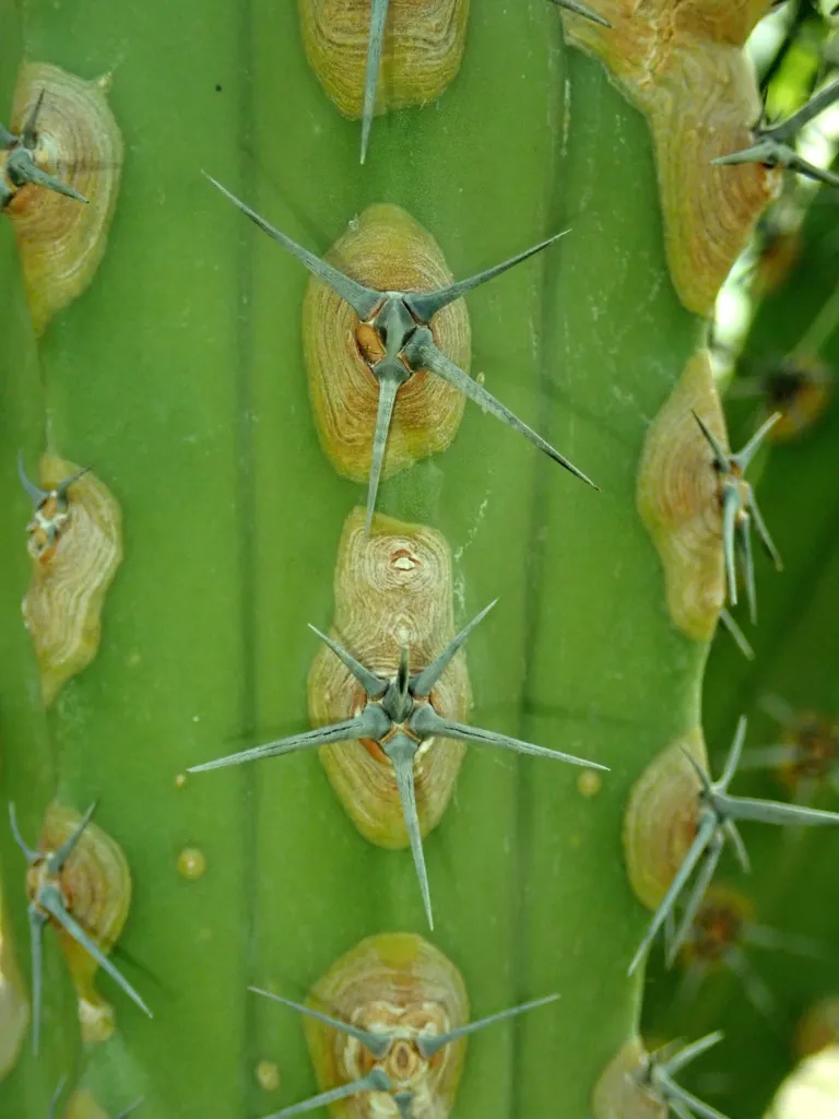 Myrtillocactus 'Cochal'