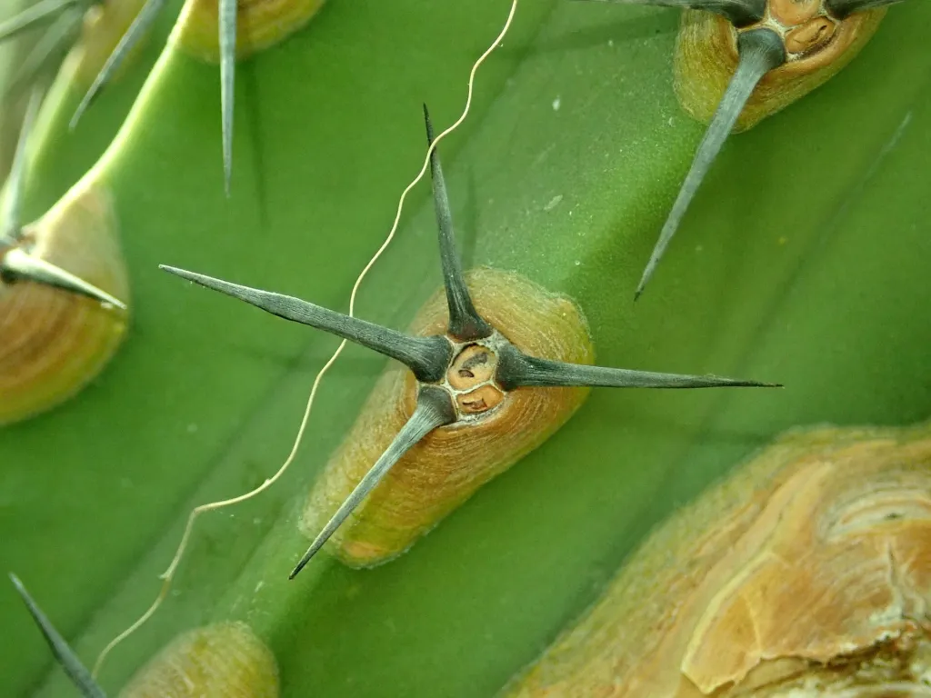 Myrtillocactus ‘Cochal’ (Myrtillocactus 'Cochal') – im Garten, Pflanzenfoto