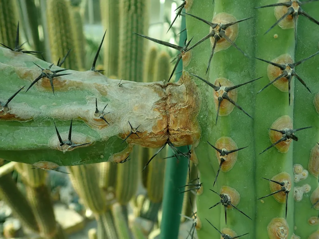 Myrtillocactus ‘Cochal’ (Myrtillocactus 'Cochal') – im Garten, Pflanzenfoto