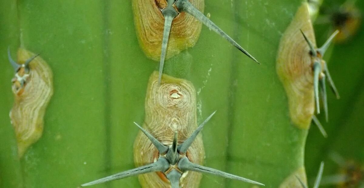 Myrtillocactus ‘Cochal’ (Myrtillocactus 'Cochal') – fotografia rastliny