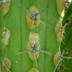 Myrtillocactus ‘Cochal’ (Myrtillocactus 'Cochal') – Pflanzenfoto