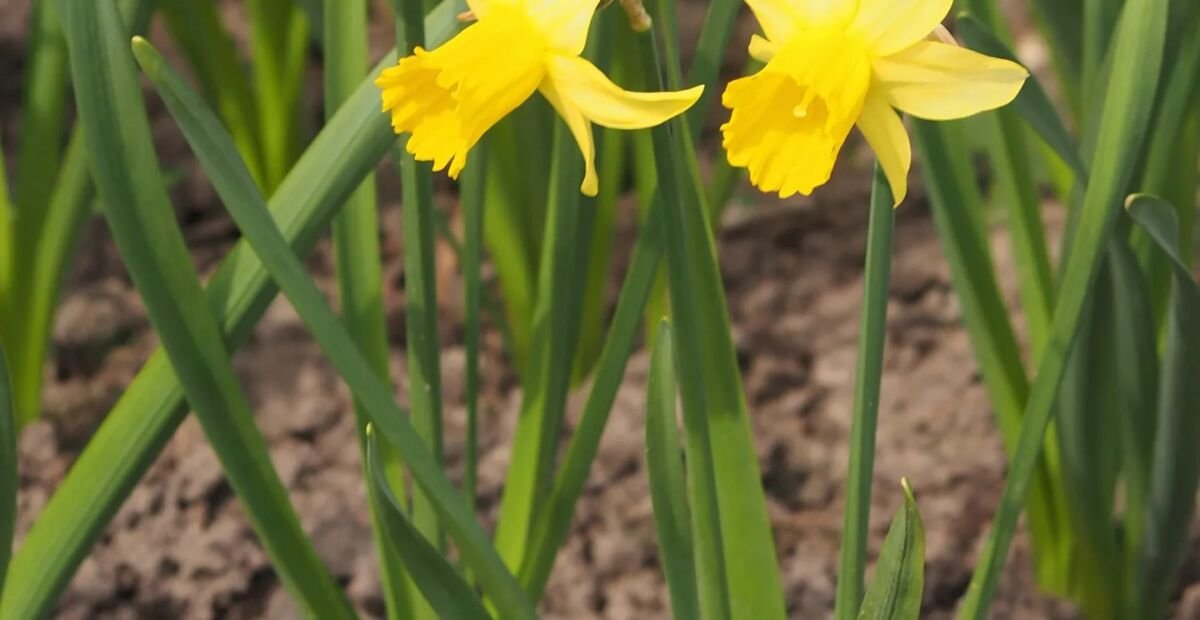 Narcis February Gold (Narcissus 'February Gold') – fotografia rastliny