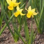 Narcis February Gold (Narcissus 'February Gold') – fotografia rastliny