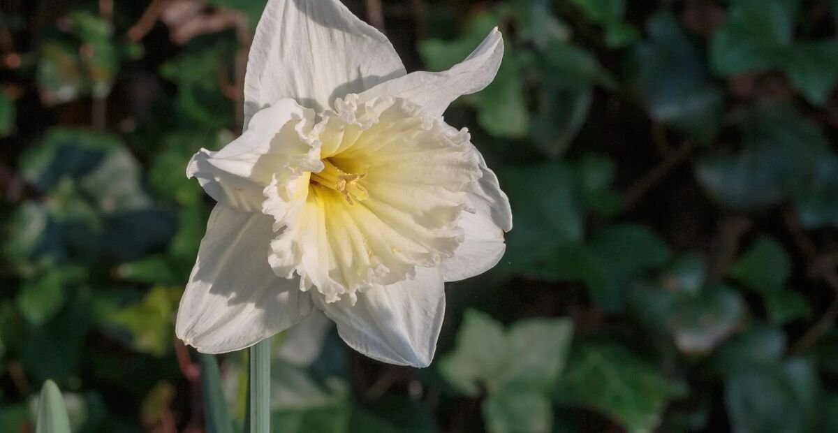 Narcis ‘Ice Follies’ (Narcissus 'Ice Follies') – fotografia rastliny