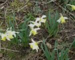 Narcis (Narcissus ‘Jenny’)