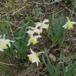 Narcis (Narcissus 'Jenny') – fotografia rastliny