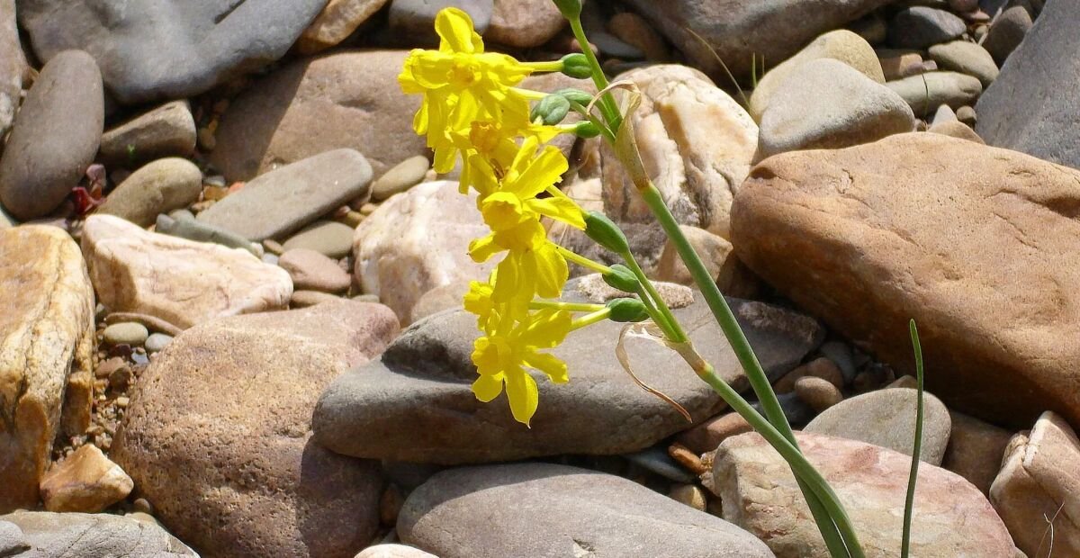 narcis sitinový (Narcissus jonquilla) – fotografia rastliny