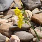 narcis sitinový (Narcissus jonquilla) – fotografia rastliny