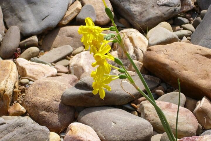 Narcissus jonquilla