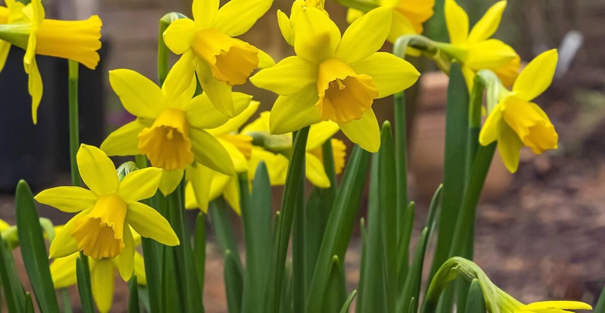 Narcis 'Tete A Tete' (Narcissus 'Tete A Tete') – fotografia rastliny