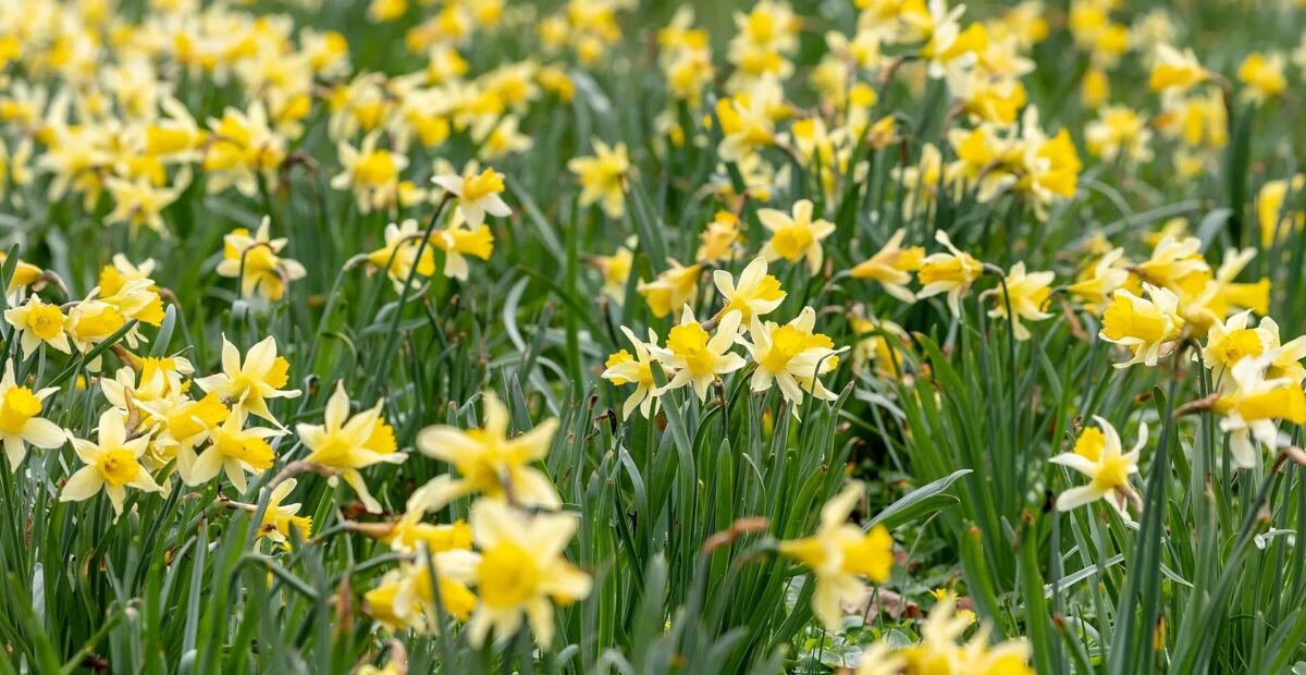 narcis žltý (Narcissus pseudonarcissus) – fotografia rastliny