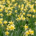 narcis žltý (Narcissus pseudonarcissus) – fotografia rastliny