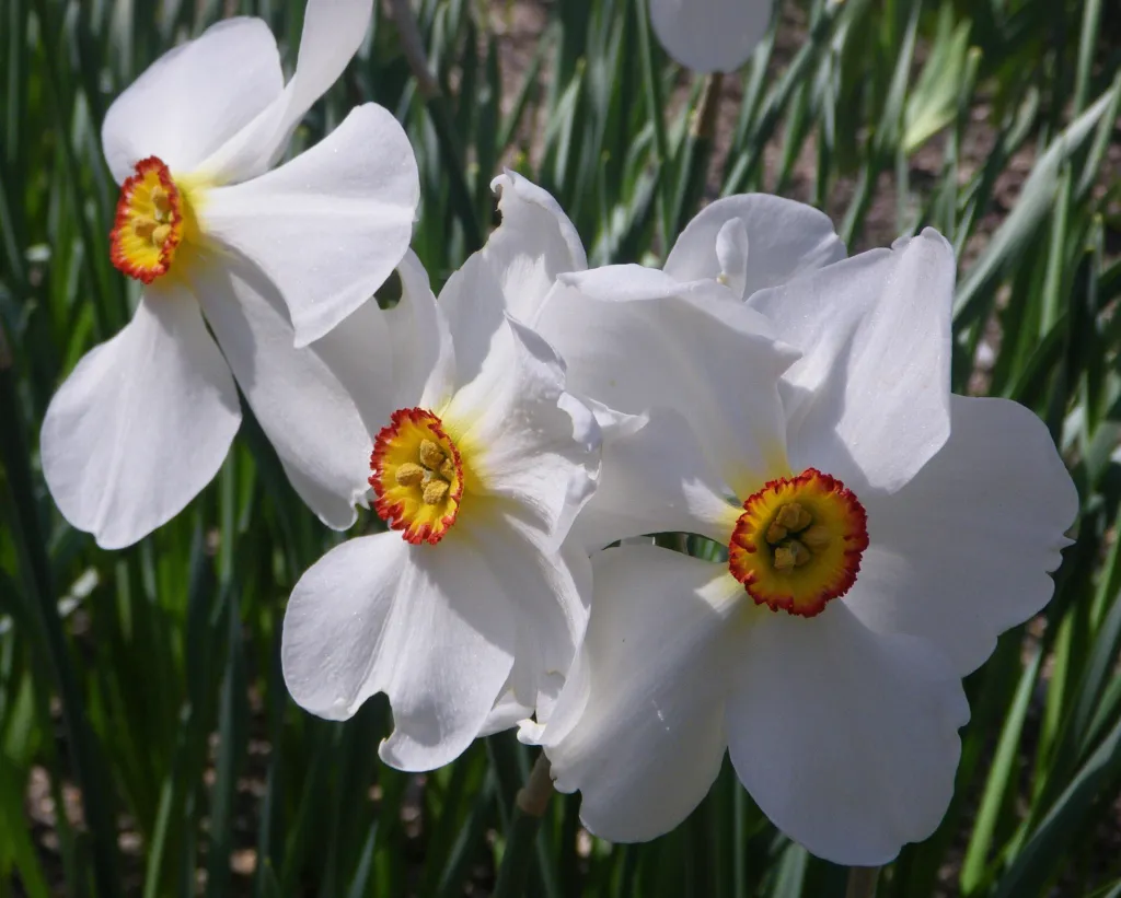 Dichternarzisse 'Actaea' (Narcissus 'Actaea') – typisches Erscheinungsbild, Pflanzenfoto