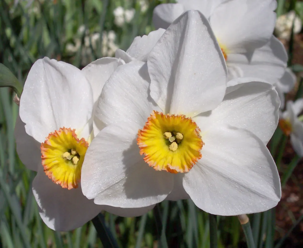 Dichternarzisse 'Actaea' (Narcissus 'Actaea') – typisches Erscheinungsbild, Pflanzenfoto