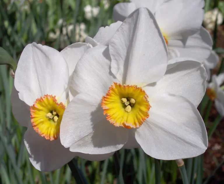 Narcissus ‘Actaea’ (Narcissus 'Actaea') – characteristic appearance, plant photo